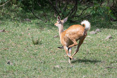 Tragelaphus sylvaticus