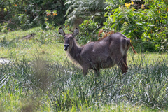 Kobus ellipsiprymnus