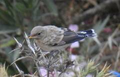 Oenanthe hispanica