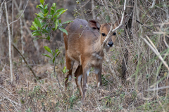 Tragelaphus sylvaticus