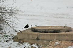 Turdus merula