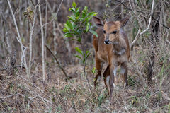 Tragelaphus sylvaticus