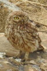 Athene noctua