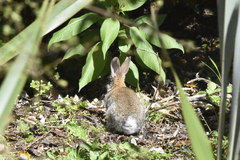 Oryctolagus cuniculus cuniculus