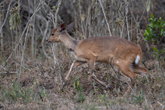 Tragelaphus sylvaticus