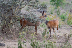 Tragelaphus sylvaticus