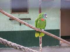 Amazona arausiaca