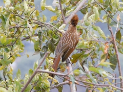 Grammatoptila striata