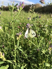 Pieris brassicae