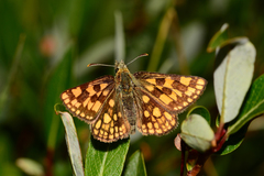 Carterocephalus skada skada