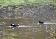 Lophodytes cucullatus