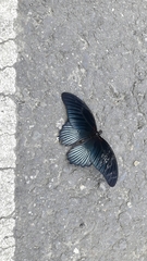 Papilio memnon heronus