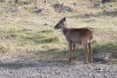 Kobus ellipsiprymnus