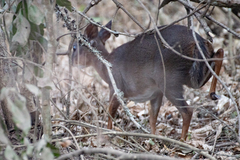 Nesotragus moschatus