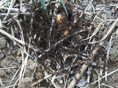 Tetramorium
