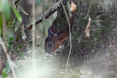 Nesotragus moschatus