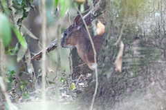 Nesotragus moschatus