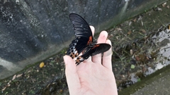 Papilio memnon heronus