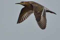 Calidris pugnax