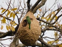 Nyctyornis athertoni