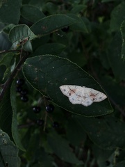 Cyclophora punctaria