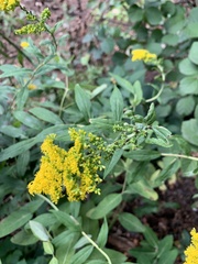 Solidago