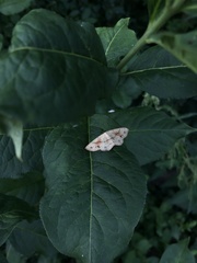 Cyclophora punctaria