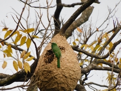 Nyctyornis athertoni