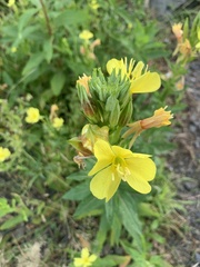 Oenothera
