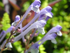 Scutellaria tashiroi
