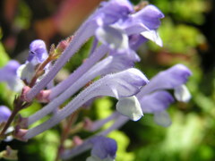 Scutellaria tashiroi