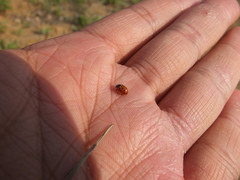 Hippodamia variegata