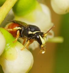 Hylaeus theodorei