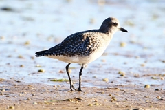 Pluvialis squatarola