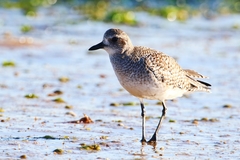 Pluvialis squatarola