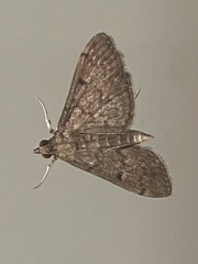Herpetogramma phaeopteralis