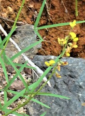 Crotalaria lanceolata