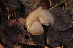 Pseudoclitocybe cyathiformis