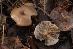 Pseudoclitocybe cyathiformis