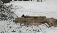 Turdus merula