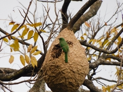 Nyctyornis athertoni