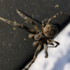 Larinioides sclopetarius