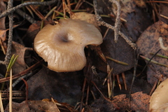 Pseudoclitocybe cyathiformis