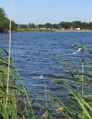 Phragmites australis
