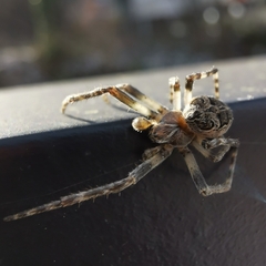Larinioides sclopetarius