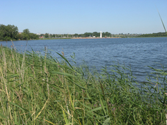 Phragmites australis