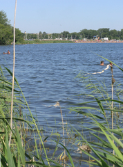 Phragmites australis