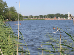 Phragmites australis