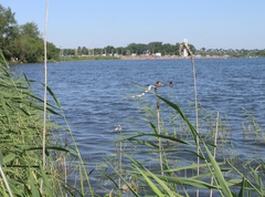 Phragmites australis