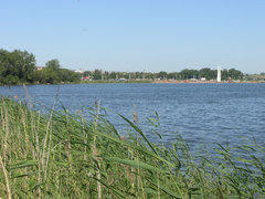 Phragmites australis